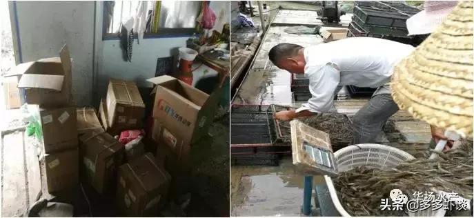 水产养殖新模式,微山湖虾蟹混养