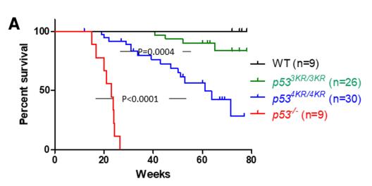 顾伟实验室解析p53抑癌功能的终极*器武**——铁死亡和mTOR