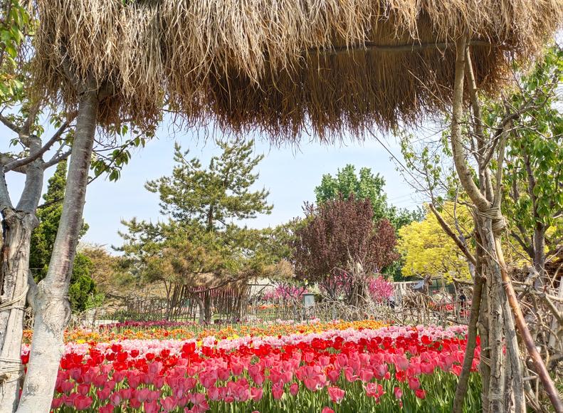 北京丰台五一旅游最佳去处,丰台区赏花景点