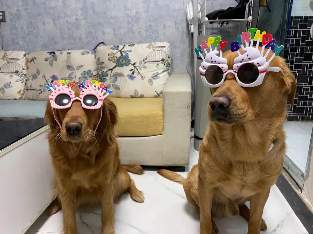 男生猛犬穿女装,男生细狗穿女装