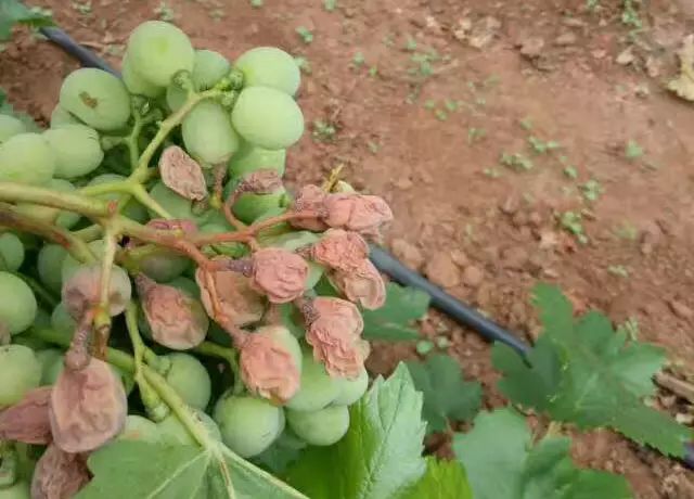 葡萄日灼病怎么补救,葡萄日灼病防治技术