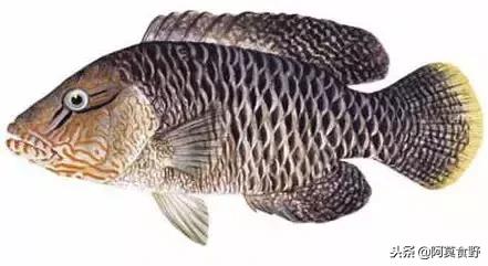 便宜常见海鲜鱼有哪些,各种名贵鱼的种类