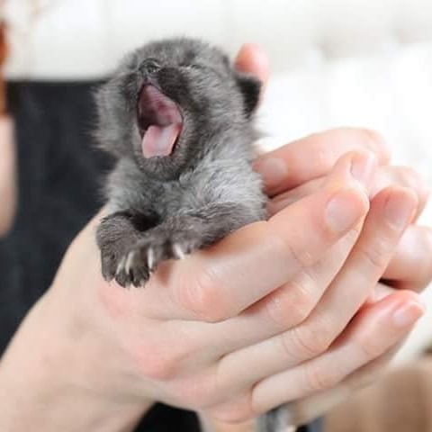 网友捡到一只小黑猫长大后成黑豹,路上捡的小猫原来是宠物猫