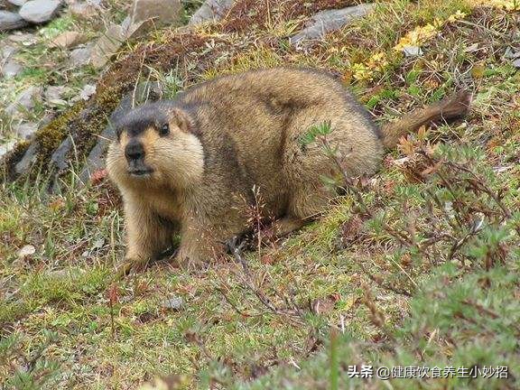 旱獭好养活吗可以做宠物养吗,旱獭养得熟吗