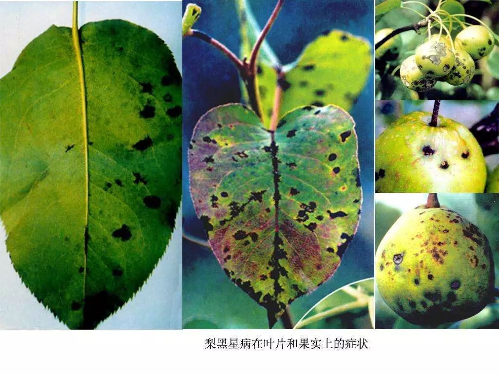 梨树防黑星病,梨树黑星病怎么治