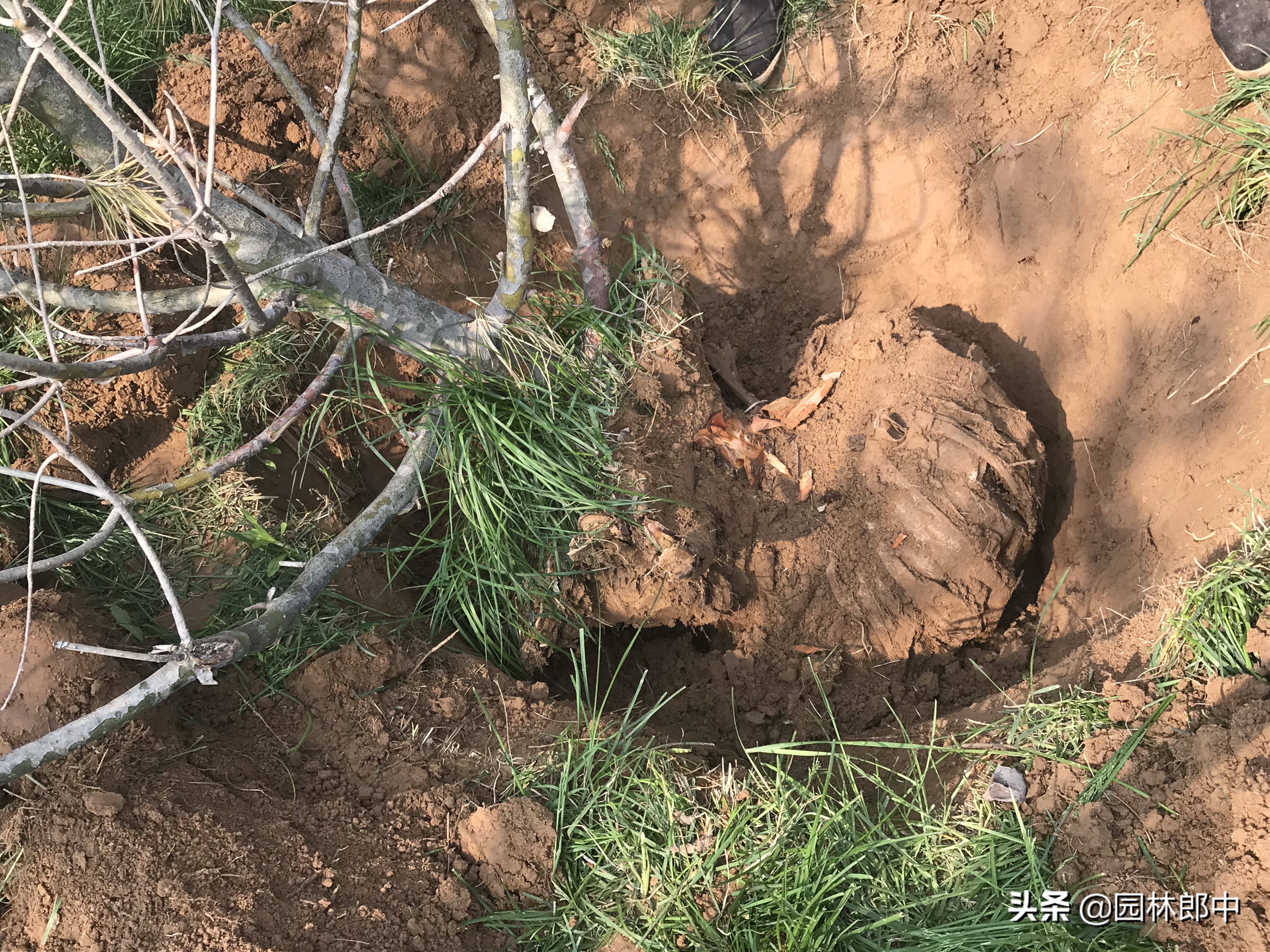 松树叶子干枯是怎么回事,松树的松针发黄是什么原因