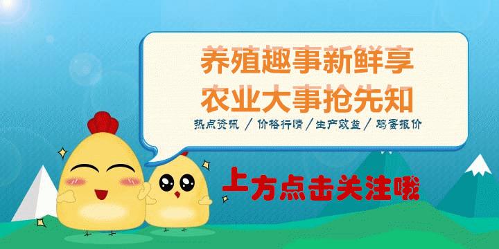 养殖蛋鸡的十大风险,2023年养殖蛋鸡前景如何