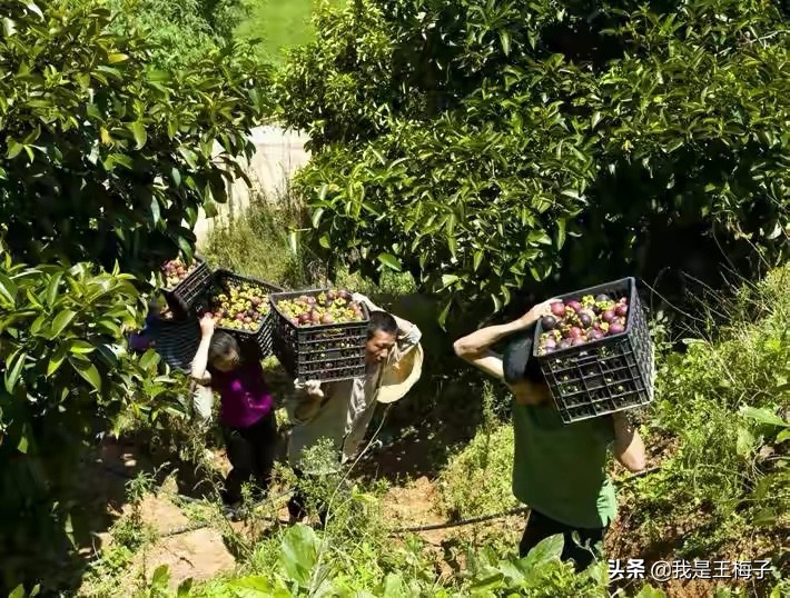 山竹一棵能结果吗,山竹一棵树产量大为什么这么贵