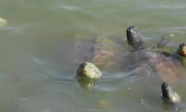 龟冬眠后再也没能醒来,究竟怎么做才能让龟龟安全过冬呢?