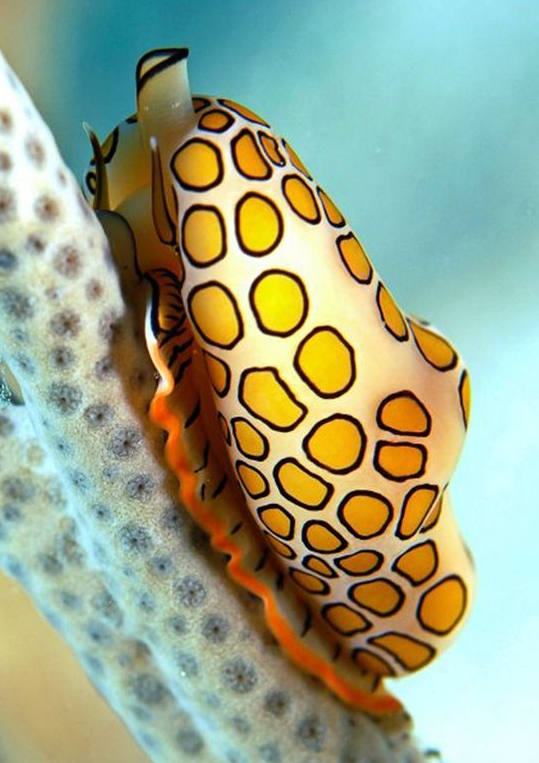 各种各样的蜗牛简单的,各种各样的蜗牛视频