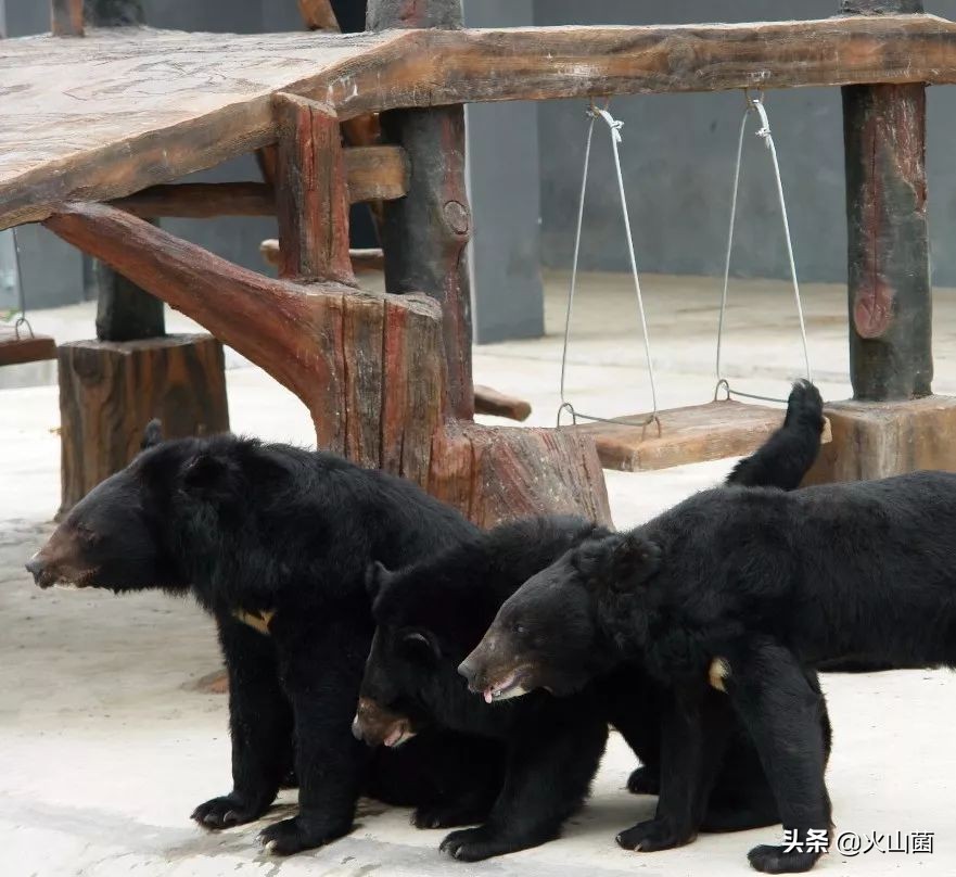 逃离高温“熔炉”，南方的夏天就该玩雪