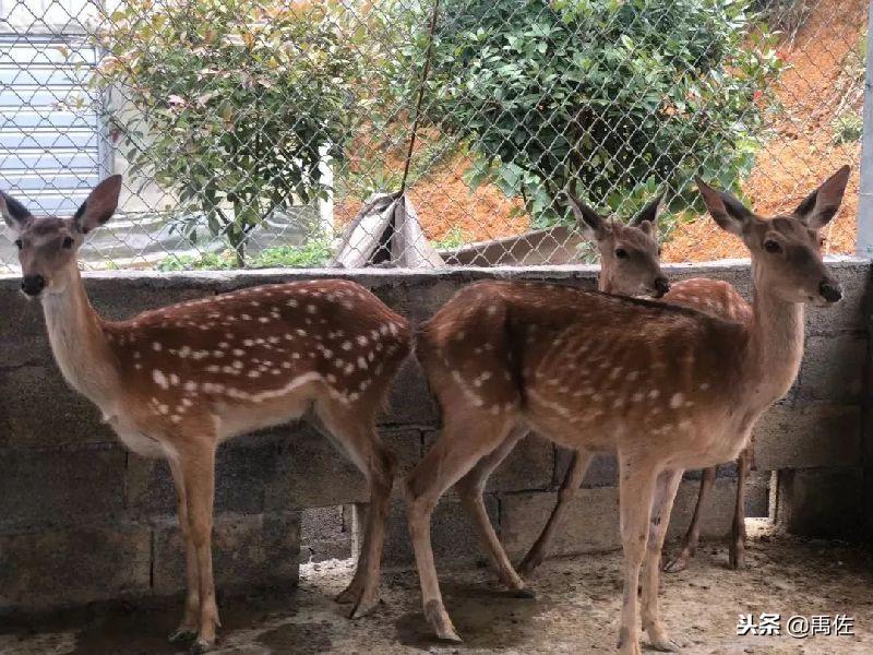 重庆亲子自驾游路线,重庆周边自驾亲子游3-4天最佳路线