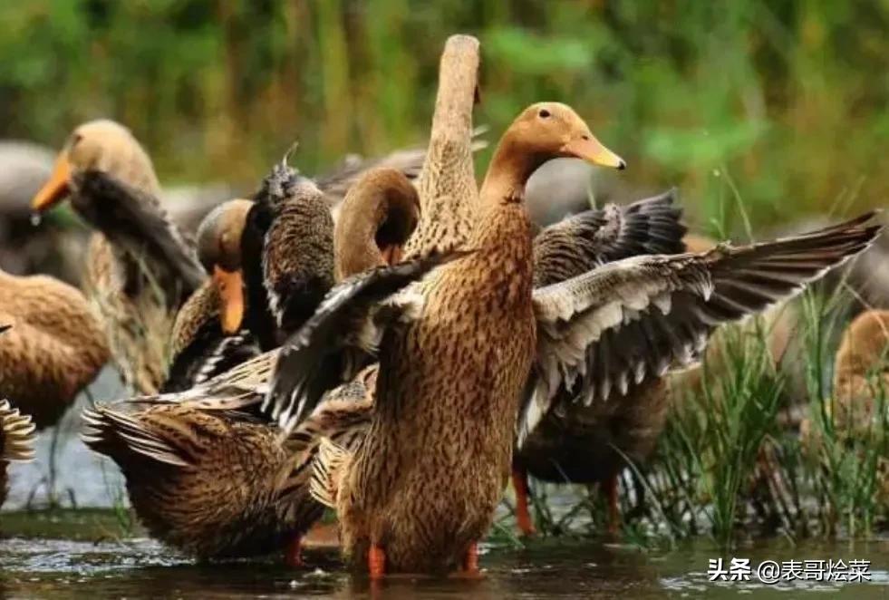 全国有名的鸭有哪些,各地鸭子特产大全