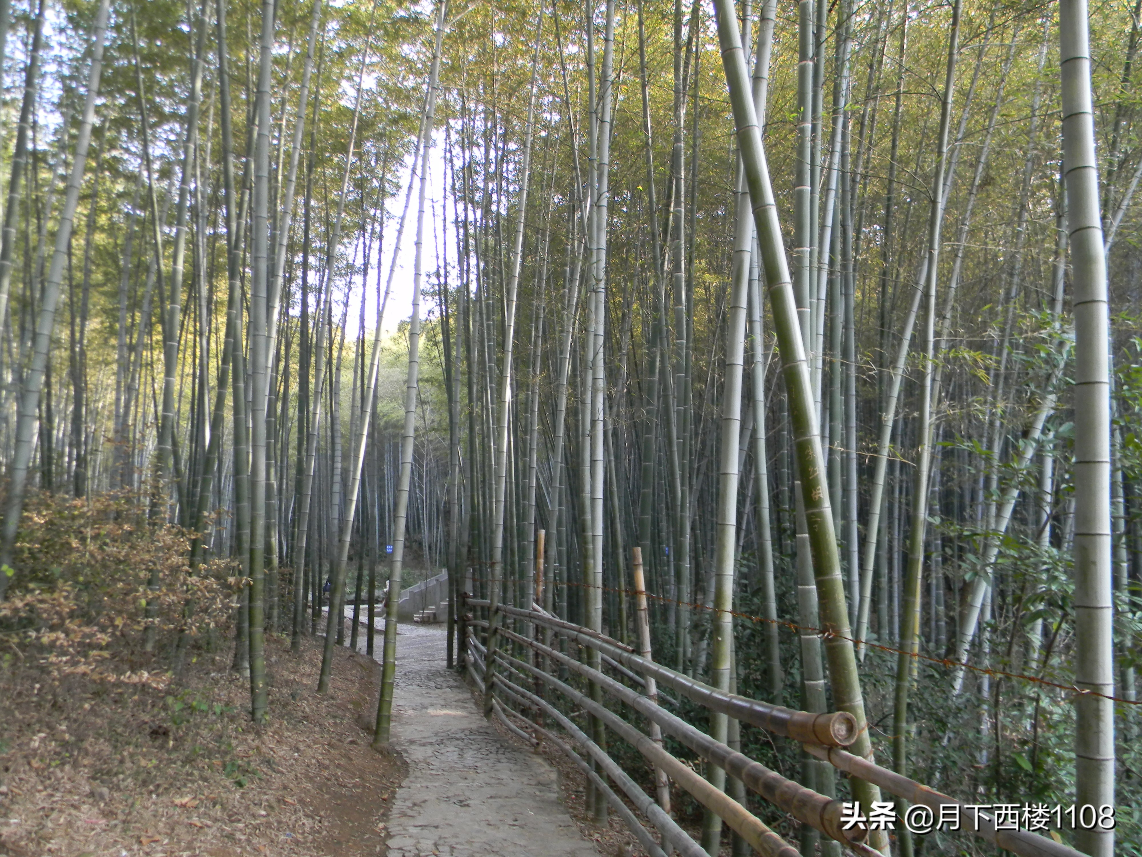 江苏南山竹海天然氧吧,南京石塘竹海风景区开放了吗