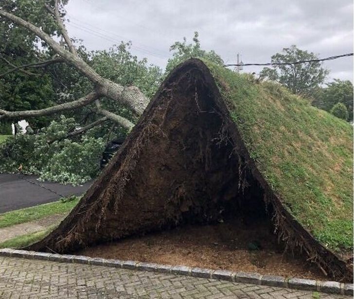 30张活久见的动物图,30张活久未见的老照片