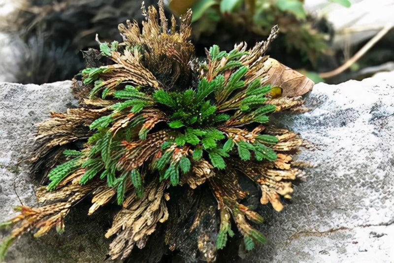 绿萝都养不活还能养什么花,好养活的懒人花绿萝