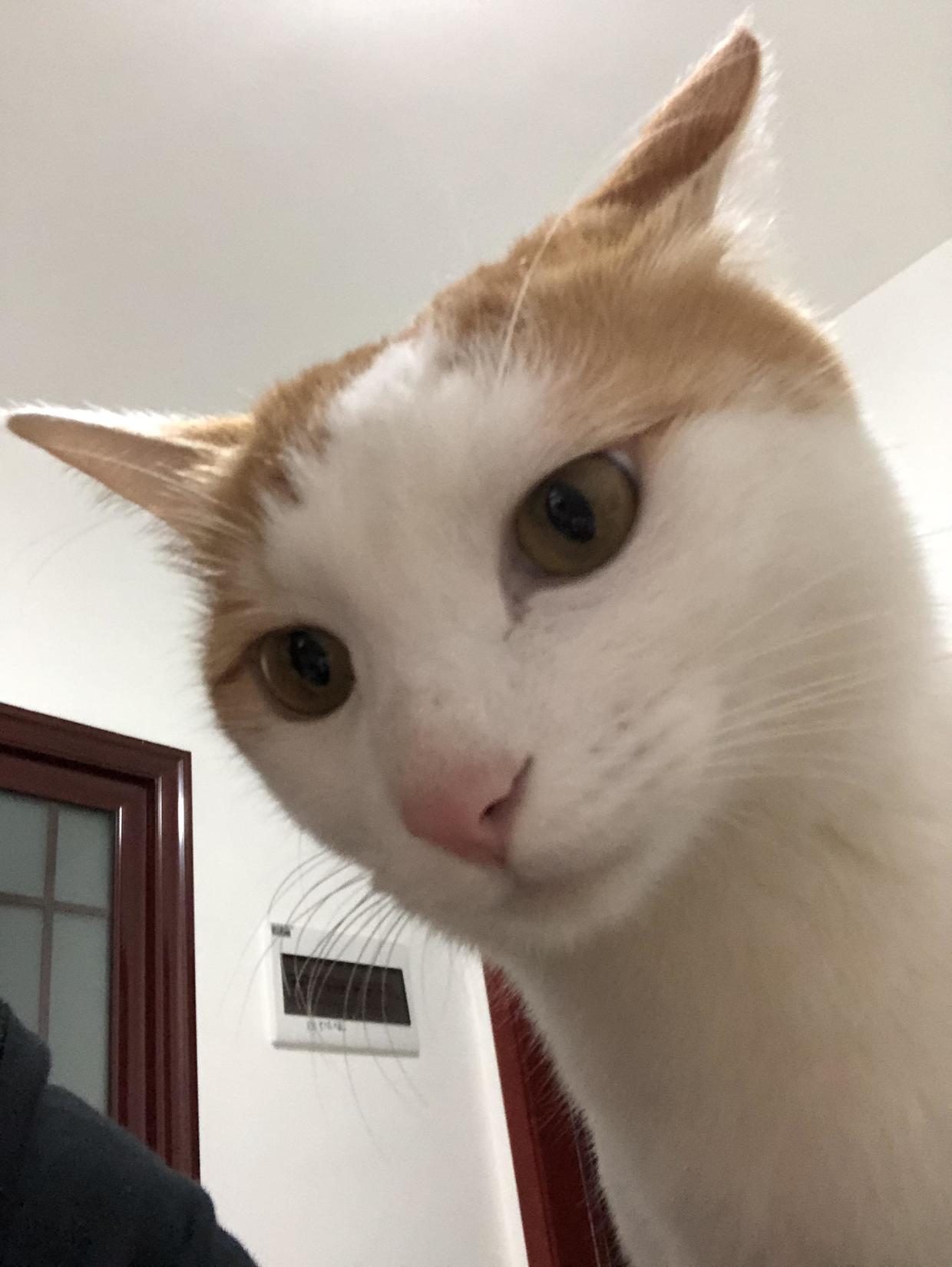 训练猫咪的100种方法,训练猫咪的基本方法和注意事项