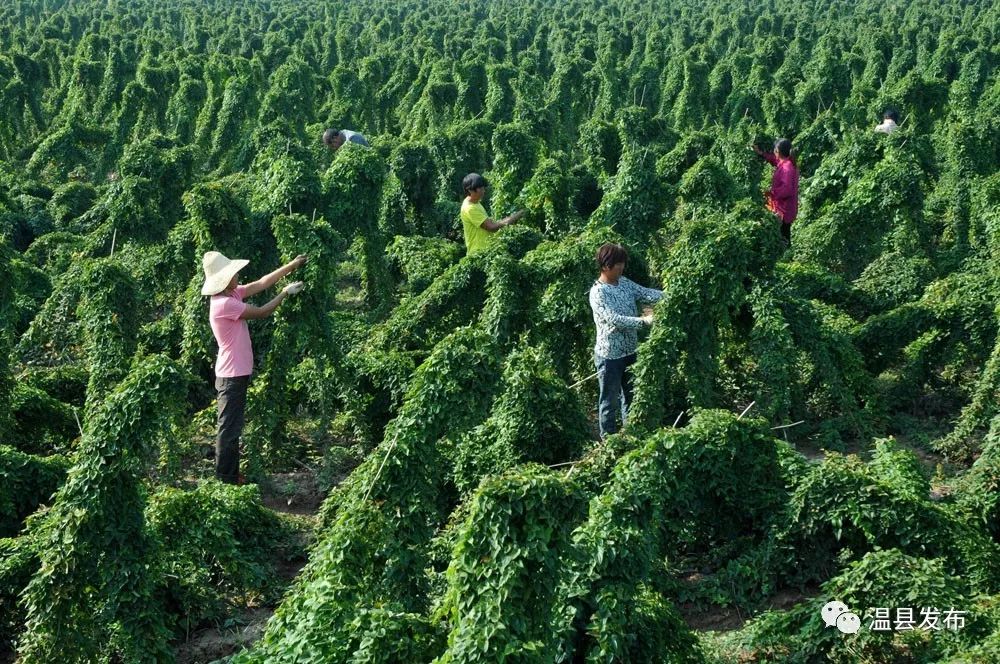 温县的铁棍山药,温县铁棍山药价格