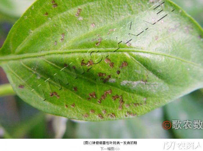 蔬菜细菌病图片大全,破解蔬菜病虫害之谜
