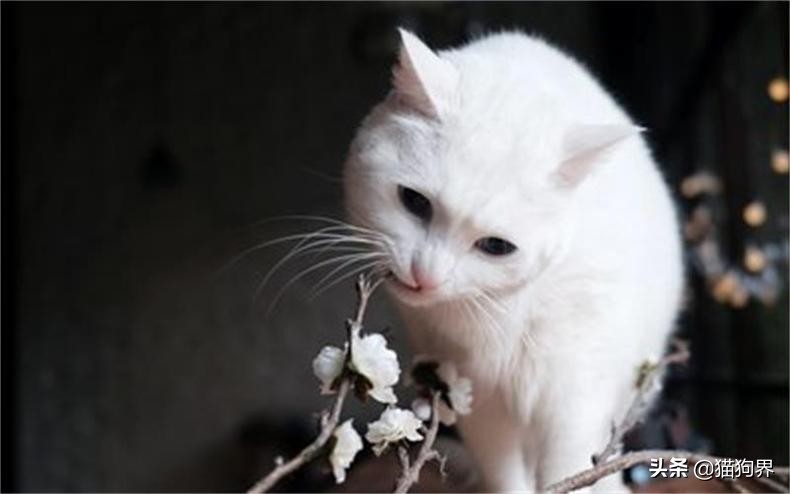 猫咪美毛护理,猫咪美毛攻略