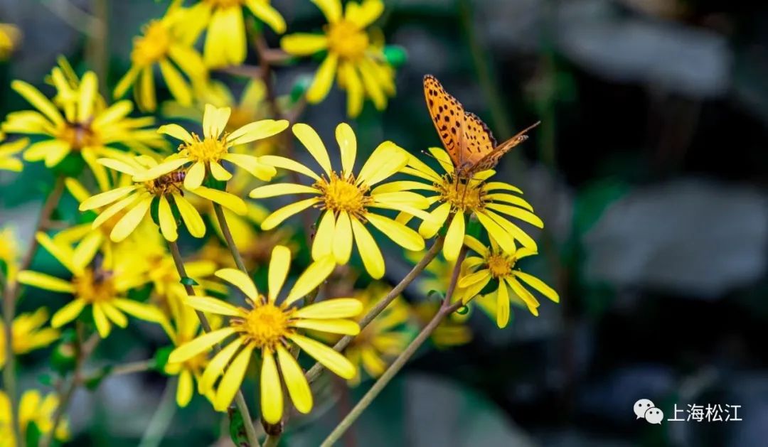 上海最美秋景,上海哪些公园可以拍秋景