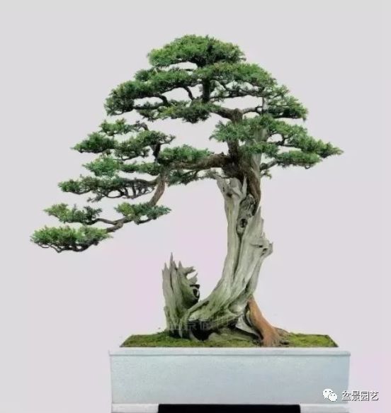 有哪些经典盆景树种,最值得收藏的六种盆景树种是哪些