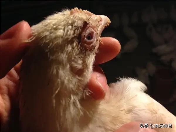 家禽流鼻涕眼睛睁不开,肉鸭眼睛充血症状