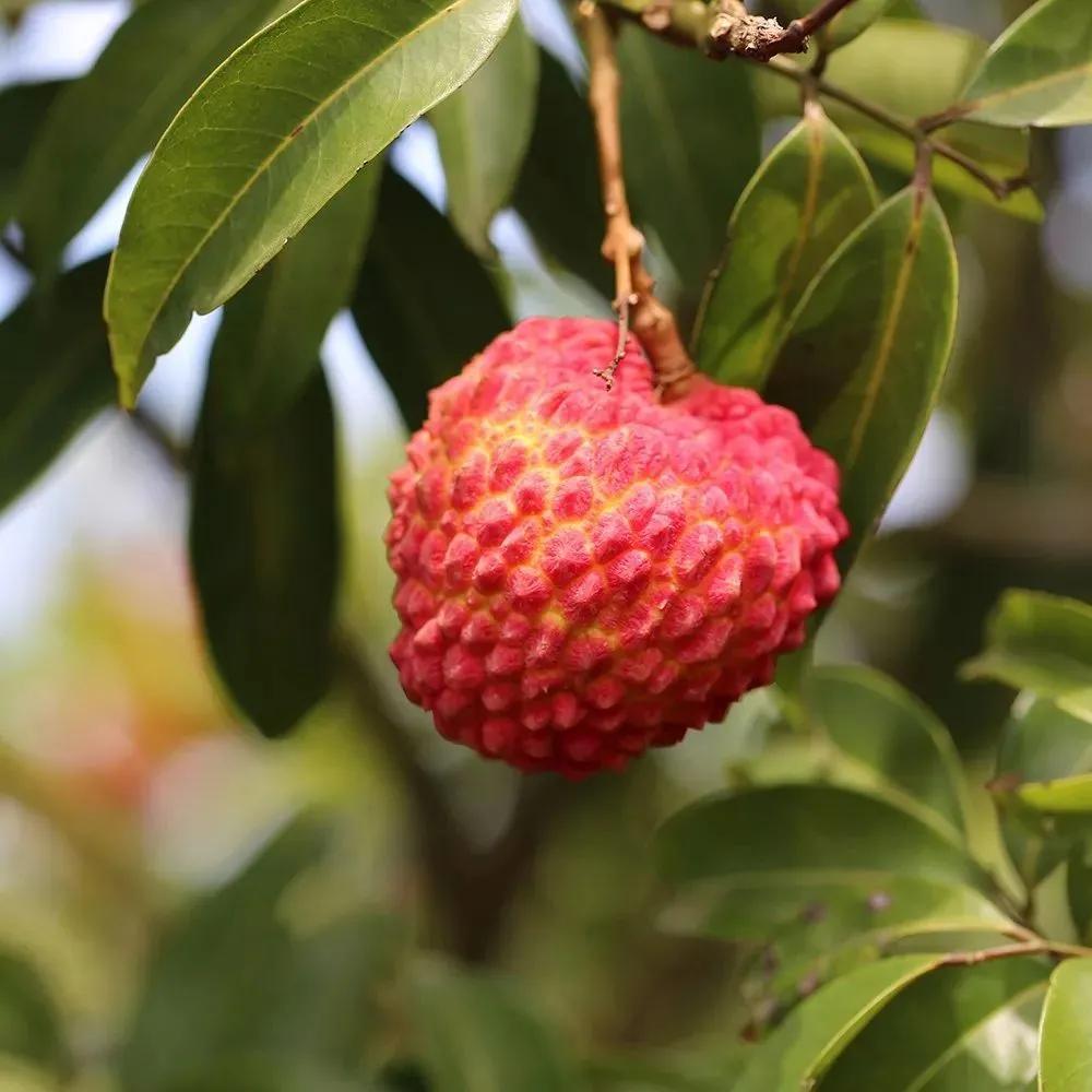 一年四季的时令蔬菜,一年四季的时令水果大全