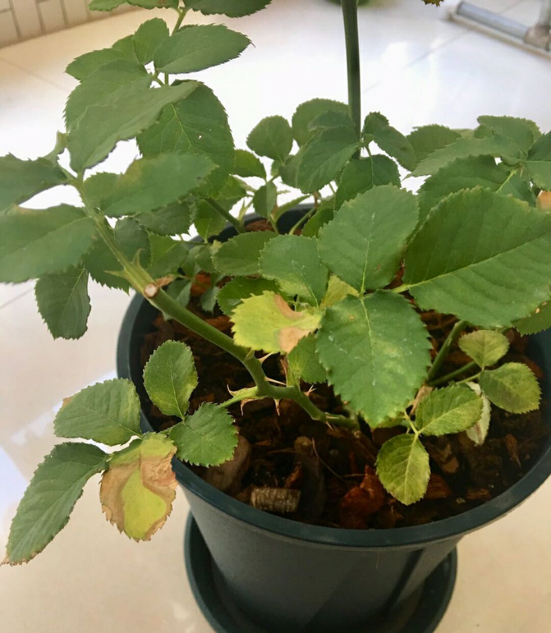 夏季月季怎样养才能长得茂盛,夏天如何养好月季花盆栽