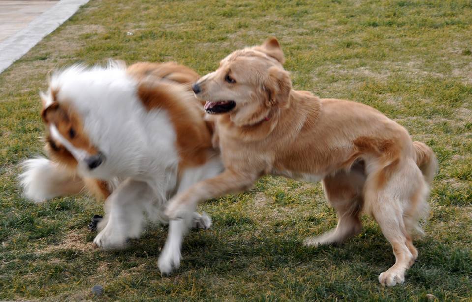 狗打了一针疫苗咬人会得狂犬病吗,打疫苗的狗咬人会得狂犬病吗