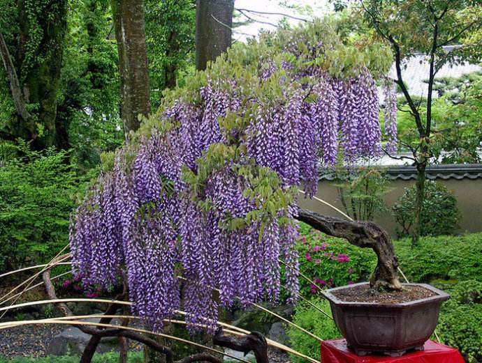 紫藤花有仙气吗怎么养,紫藤的养护方法