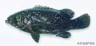 海洋科普世界上都有什么鱼,十种受欢迎的海鲜鱼类