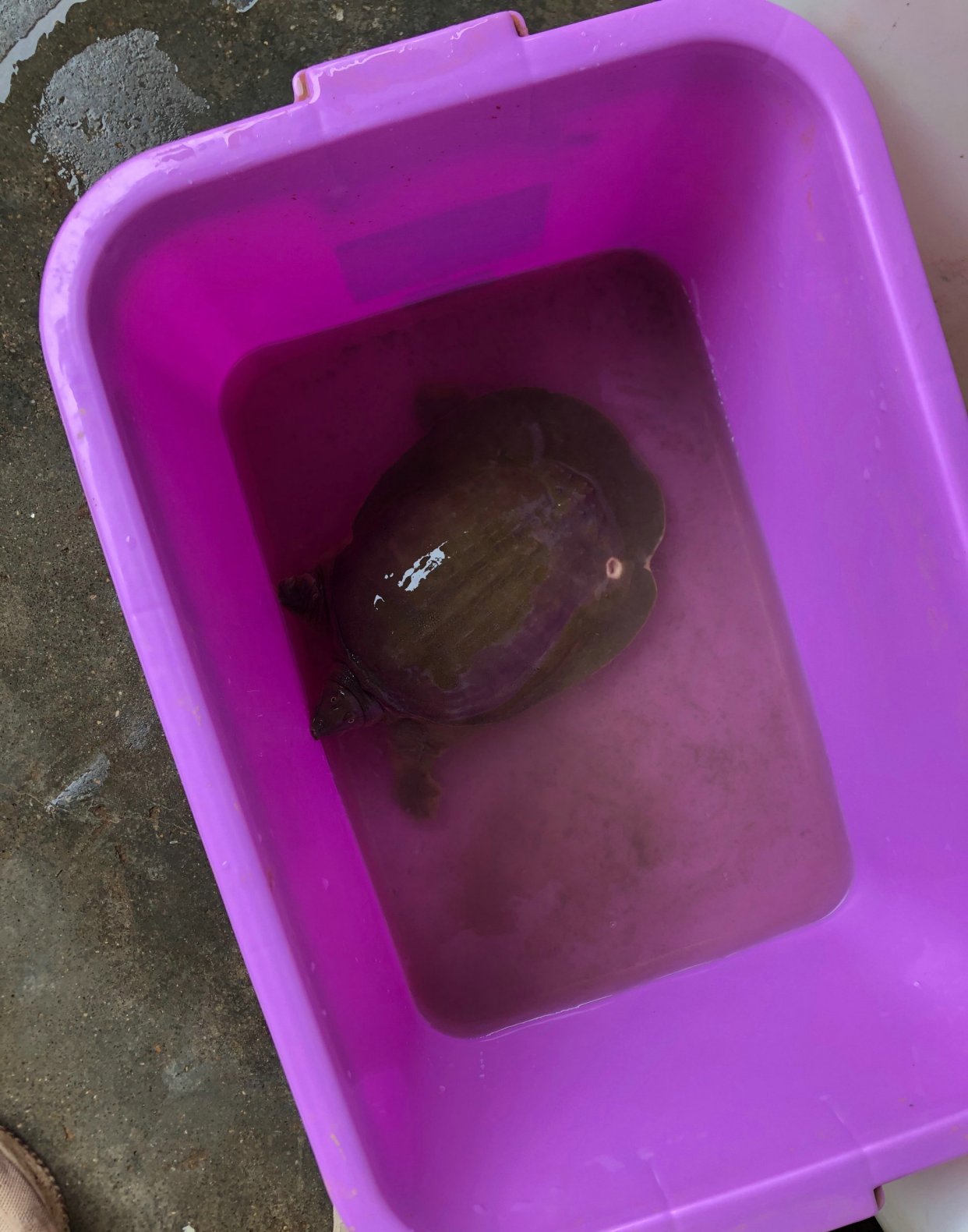 野生甲鱼养了快一年突然下蛋,男子钓到两条鱼回家饲养