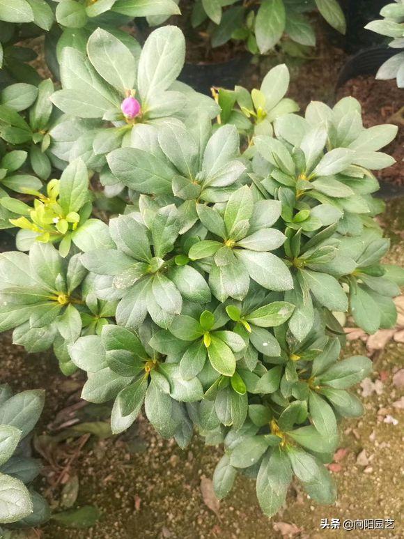 杜鹃花叶片怎么打卷,杜鹃花叶子干枯变脆变卷