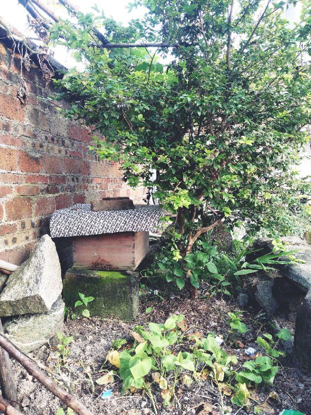 有一种蜜蜂很像蚂蚁尾部黄色,又大又黄的蜜蜂是什么