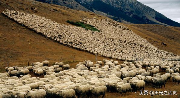 孤悬海外的新西兰,闷声发大财的最好代表