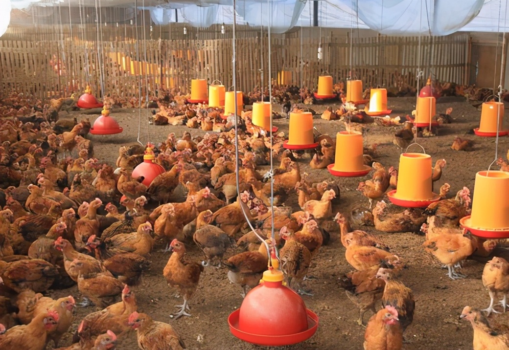 鸡出现甩鼻，咔咔怪叫声，呼噜，消瘦，喂什么好得快