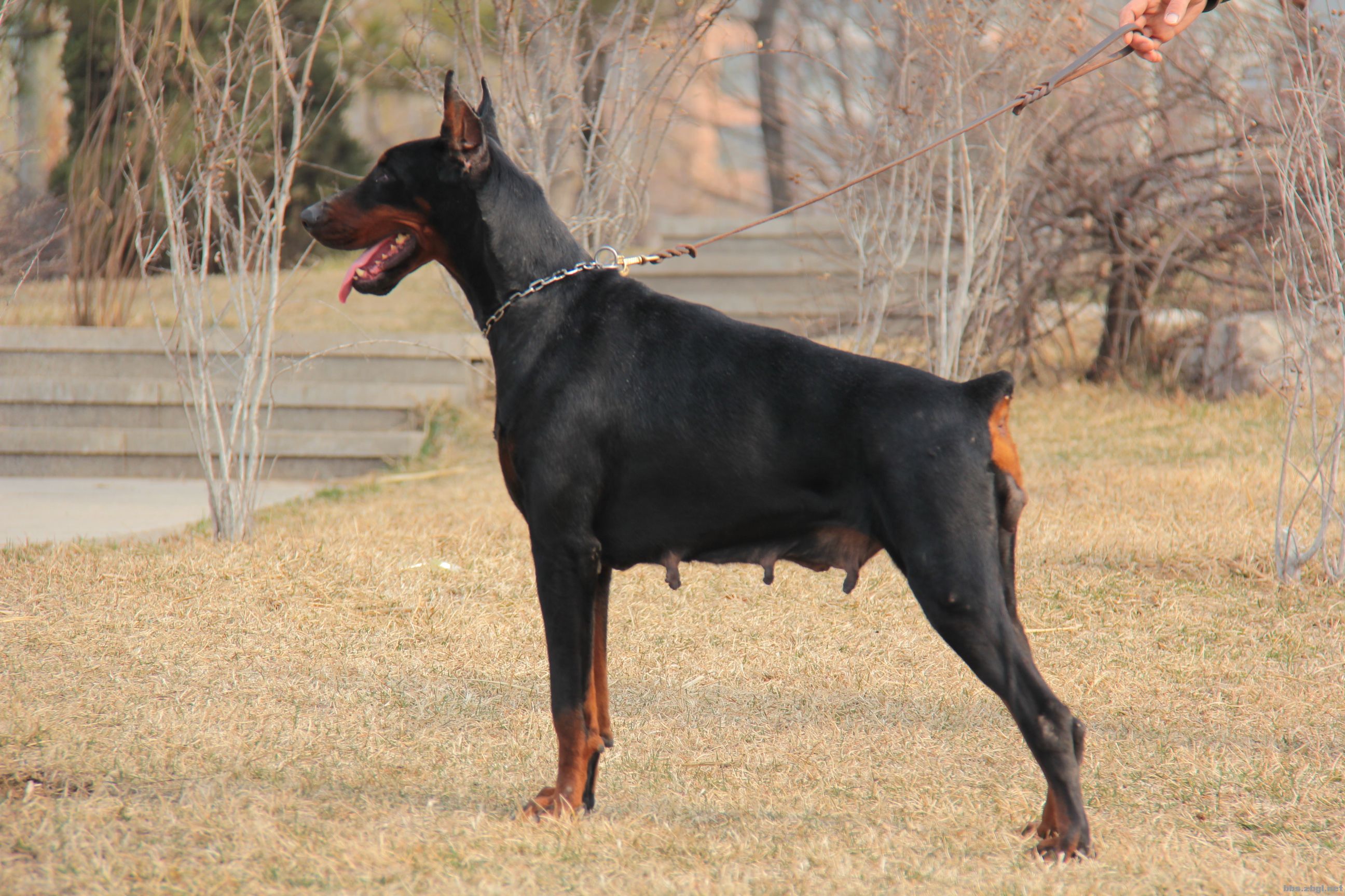 这狗狗的智商也是逆天了,一只不起眼的狗狗太聪明了