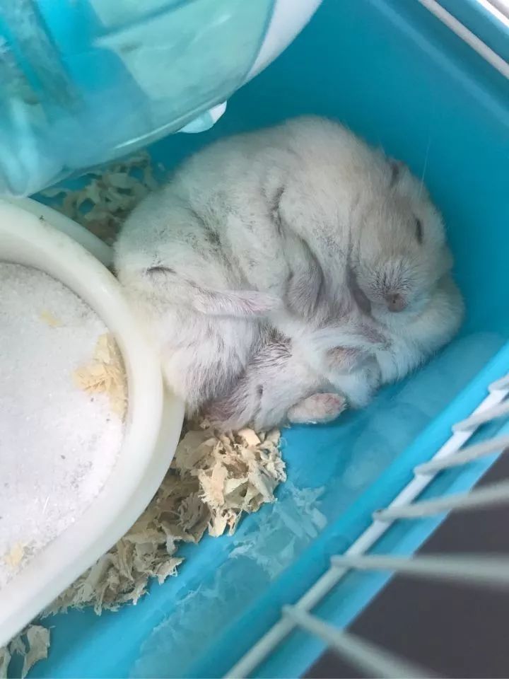 养仓鼠7天就死了,养仓鼠养到破产