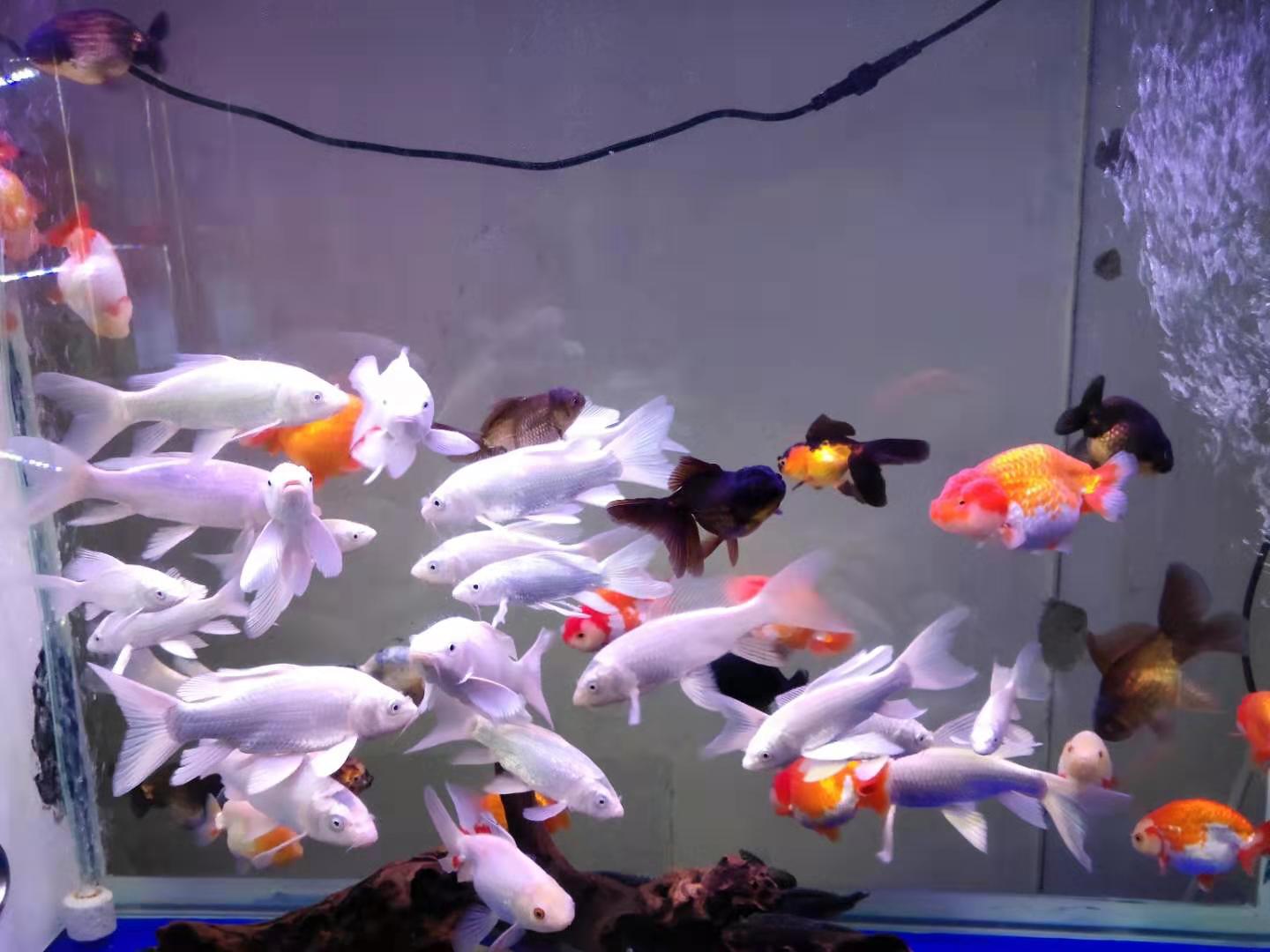 12条小小的饲料鱼,生活在80厘米的鱼缸里,为什么还会缺氧?