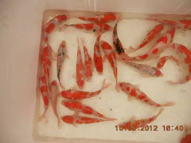 湖南最好的锦鲤养殖基地,湘潭锦鲤养殖