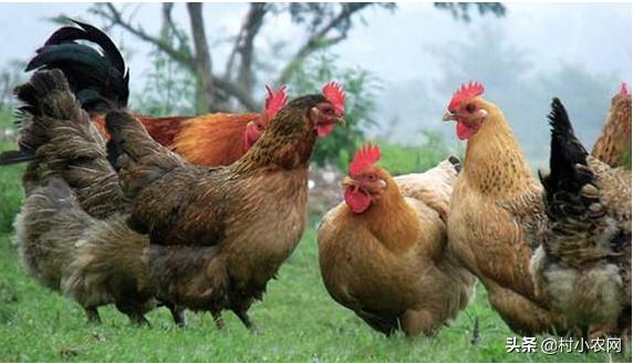 养鸡的利润与成本真实科普,现在养鸡的成本和利润是多少