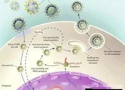 干细胞彻底治关节炎吗,干细胞真的能够治疗骨关节炎吗