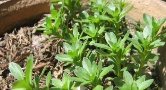 有一种野菜叫金不换,这种野菜300元一斤农村遍地都是