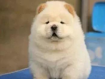 狗狗发现有蛔虫怎么用药,狗肚子有虫需要吃几次驱虫药