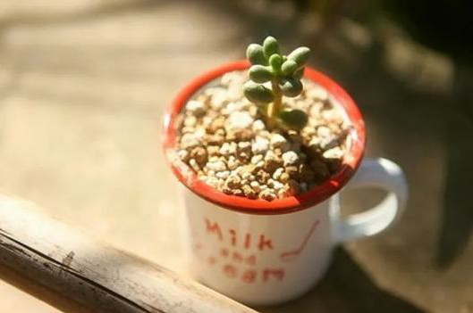 余生找个愿意为你服软的男人文案,愿余生有人愿意为你服软护你周全