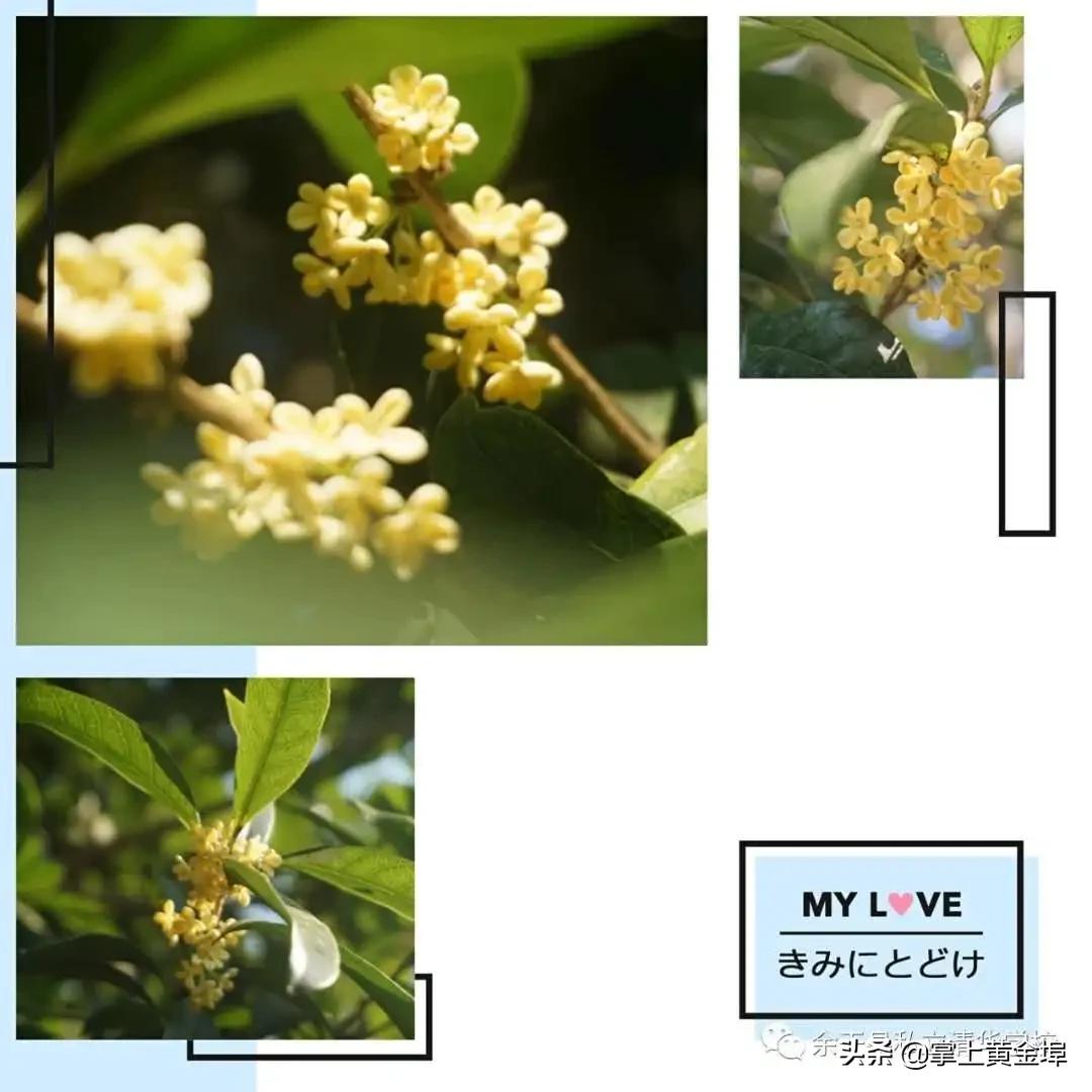 黄金埠有望改名的大学,梅港黄金埠学校