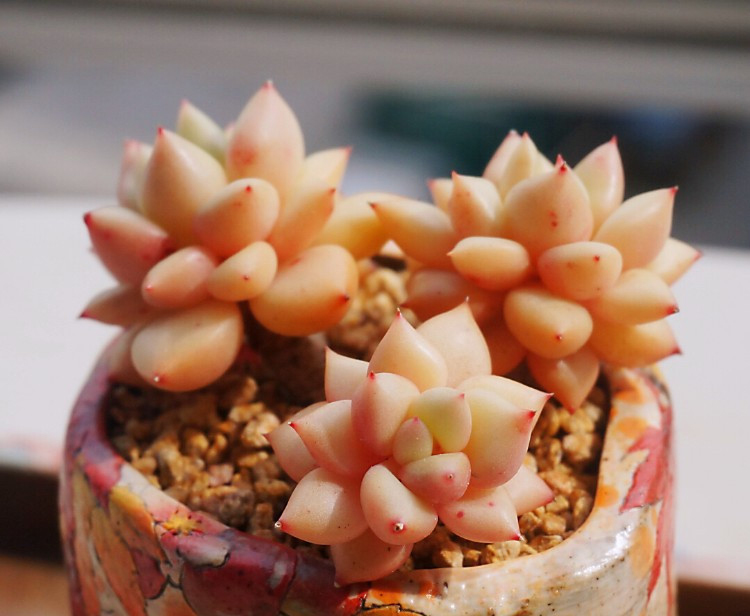 养多肉的感悟熬过冬季,象牙多肉养护方法