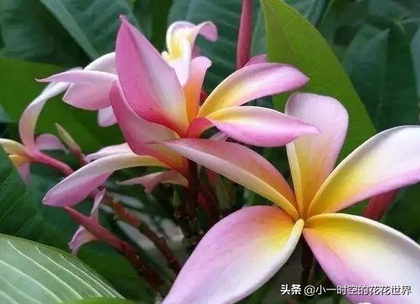 花花世界很美好下一句,花花世界很独特