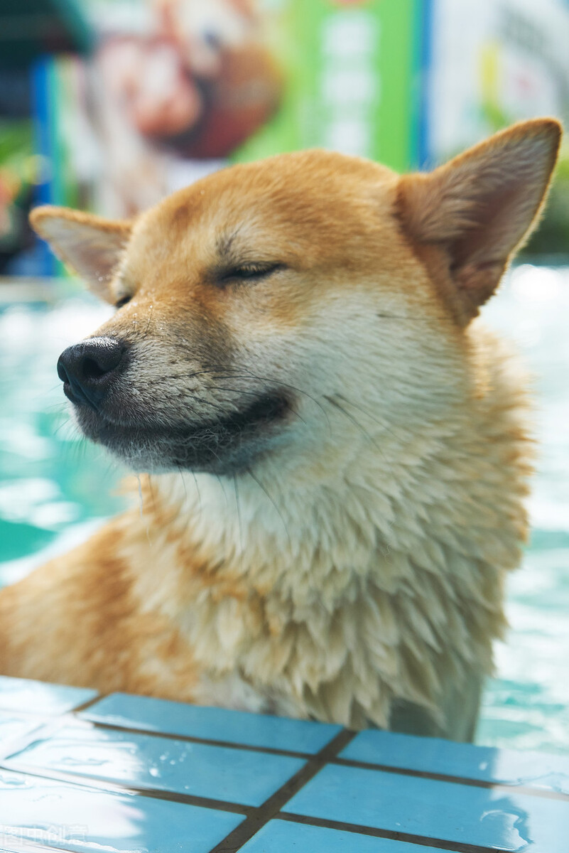 因表情包走红网络,网红柴犬表情包我只想拥有快乐